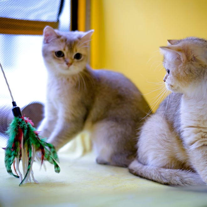 Zwei Burmillas haben Spaß mit einem Katzenspielzeug