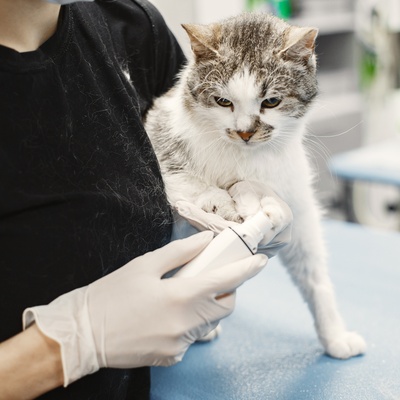 Burmilla at the vet