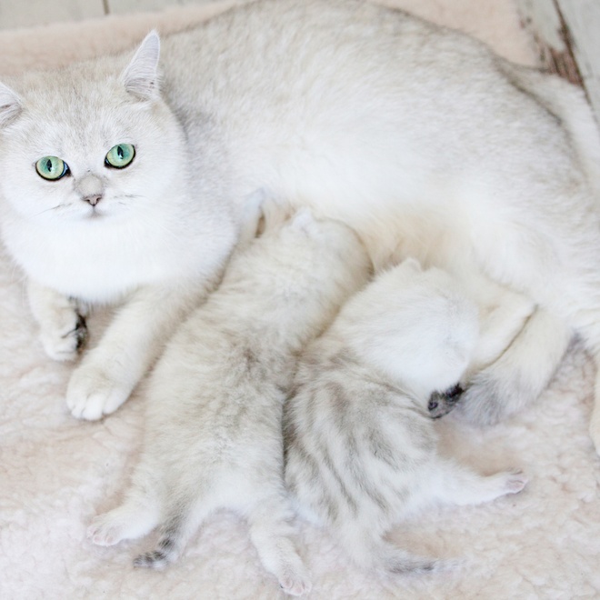 Eine Burmilla, die zwei Babys stillt