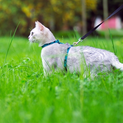 A Burmilla on a leash outside