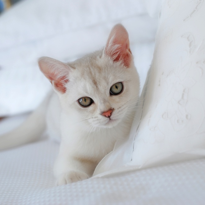 Ein Burmilla Kätzchen liegt auf einem Bett