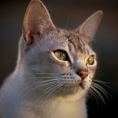A cream Burmilla looking at something