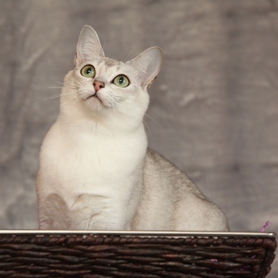 Portrait of a white Burmilla