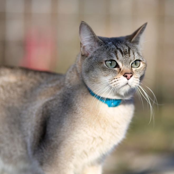 Eine sehr elegante Burmilla mit blauem Halsband