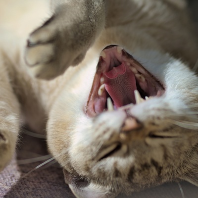 A Burmilla yawning