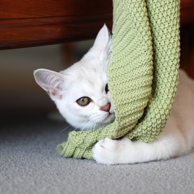 A white burmilla playing with a green throw