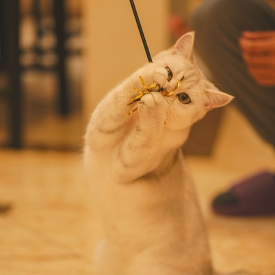 A Burmilla playing inside