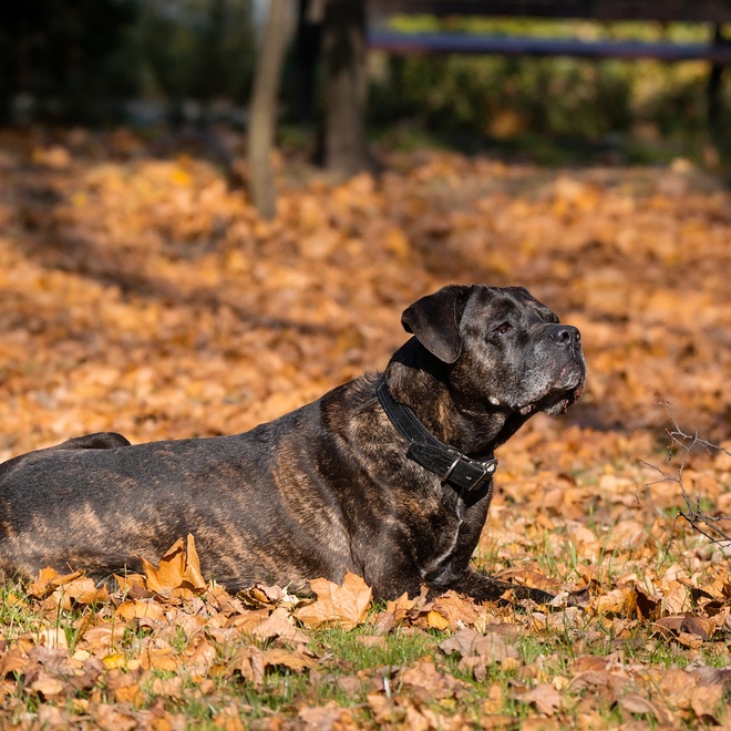 A Cane Corso lying in dead leaves
