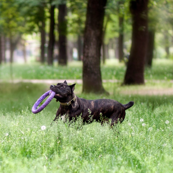 A Cane Corso running with a game in its mouth
