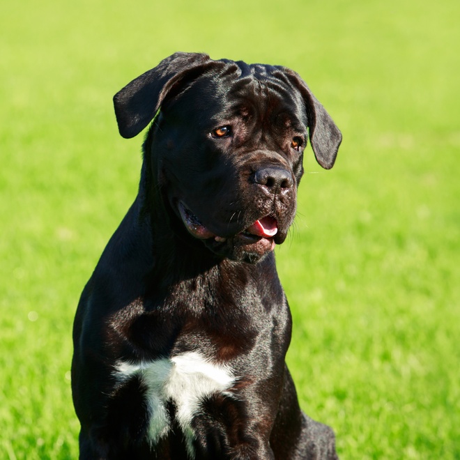 A calm Cane Corso sitting on the grass