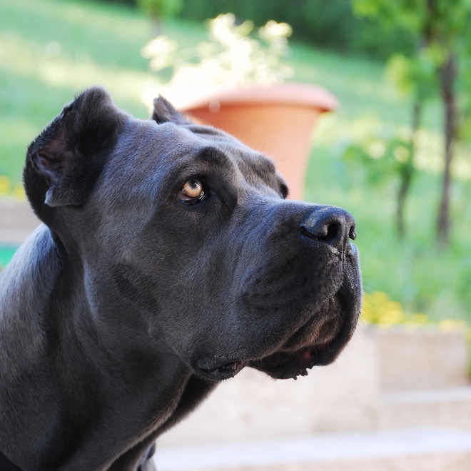 Profile of a black Cane Corso