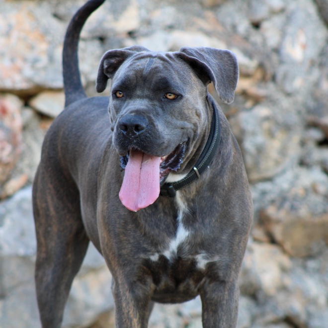 A grey Cane Corso, standing, sticking out its tongue