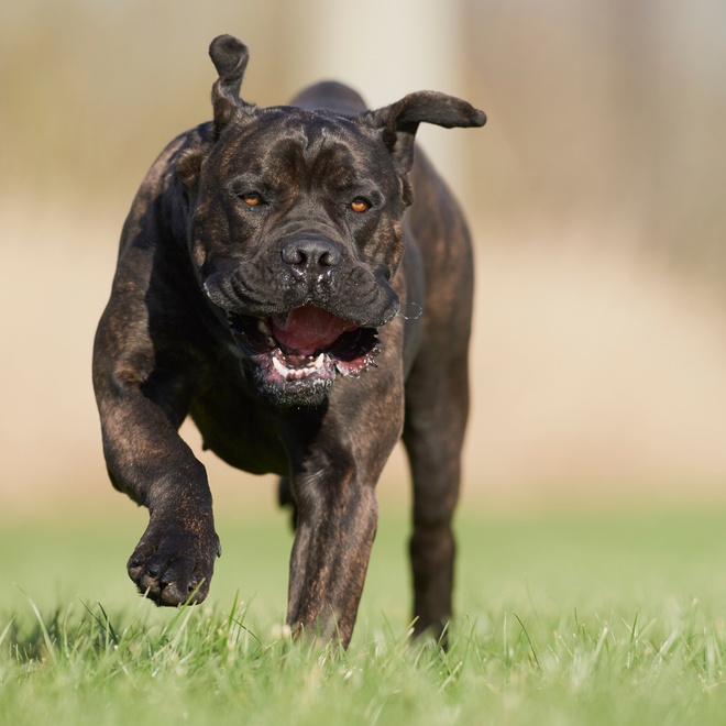 A Cane Corso running through the grass