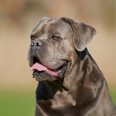 Un Cane Corso calme et assis