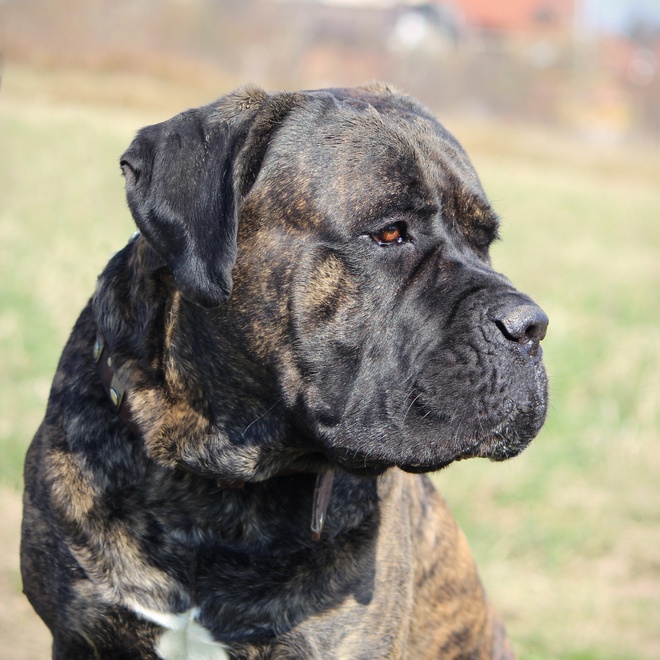 A beautiful Cane Corso in profile