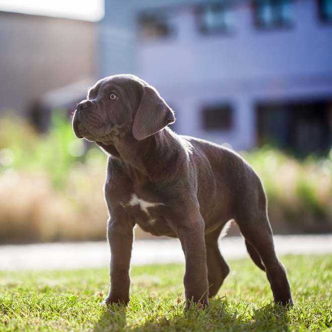 A Cane Corso puppy standing on the grass