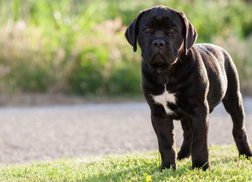 A Cane Corso standing in the grass