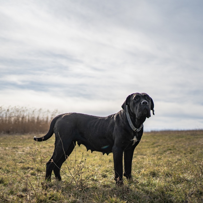 A beautiful Cane Corso standing in a meadow