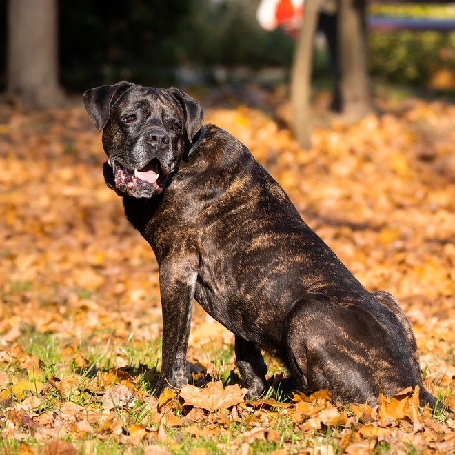 A Cane Corso with its beautiful coat sitting in dead leaves