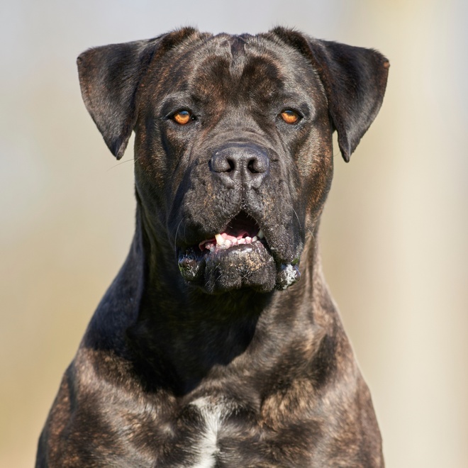 Portrait of an adult Cane Corso