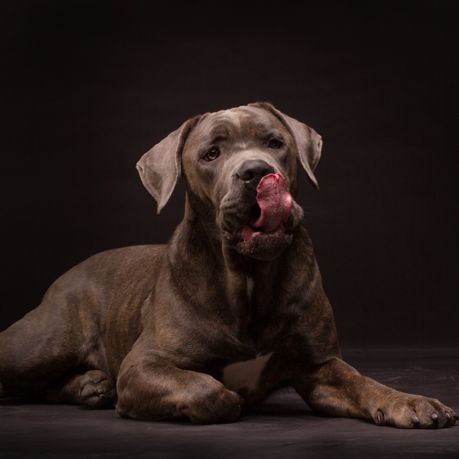 A Cane Corso lying on the ground against a black background