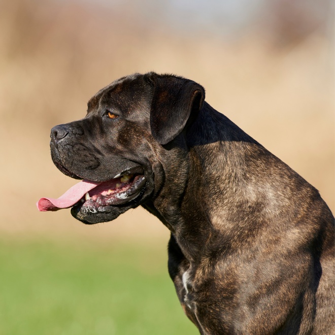 A Cane Corso in profile, sticking out its tongue