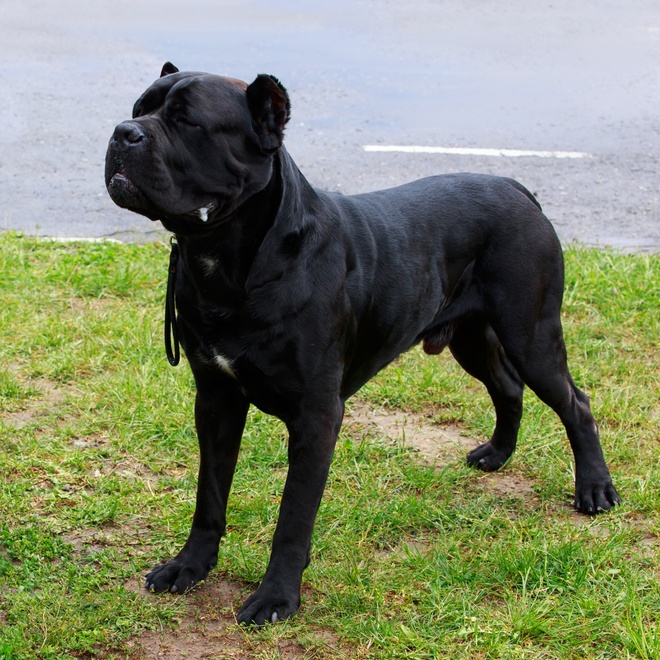 A Cane Corso standing on the grass