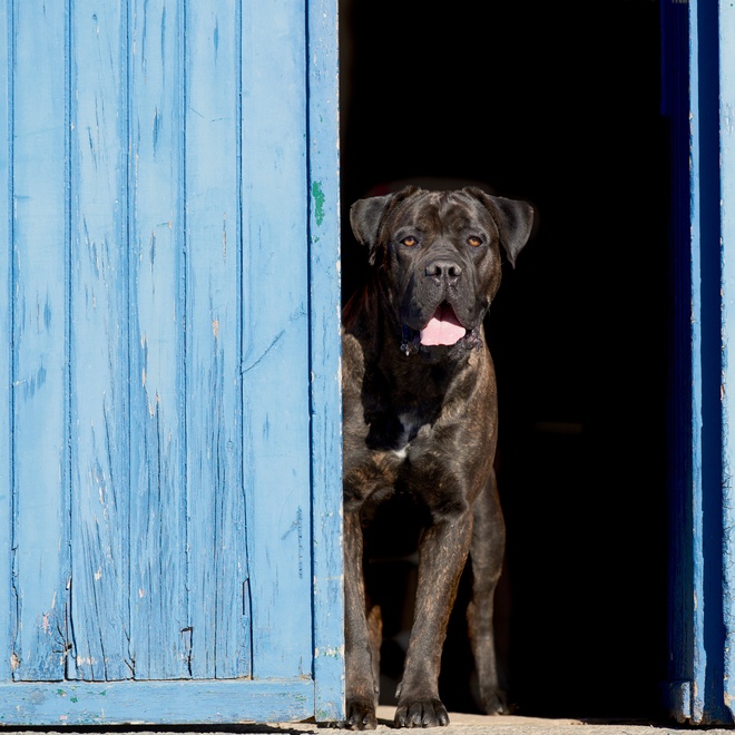 A Cane Corso guarding a house with a blue door
