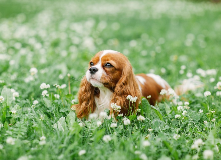Ein Cavalier King Charles liegt auf einer Wiese mit weißen Blumen