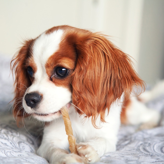 A Cavalier King Charles nibbling on a treat on a bed