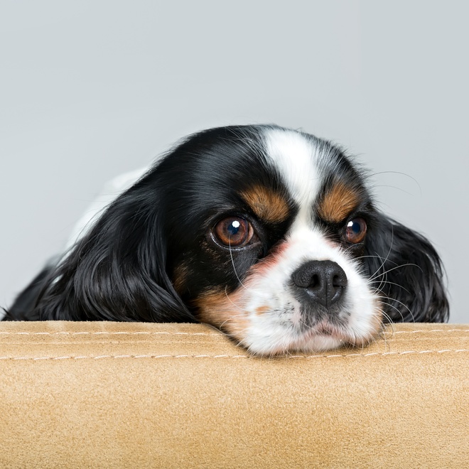 A Cavalier King Charles with his head resting on the edge of a table
