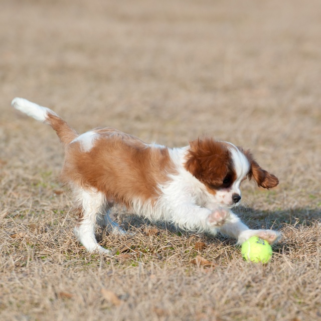 Ein Cavalier King Charles Spaniel Welpe, der mit einem Ball spielt