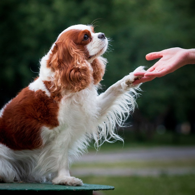 A Cavalier King Charles giving a paw