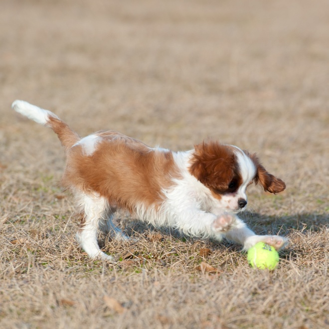 A Cavalier King Charles puppy playing with a ball