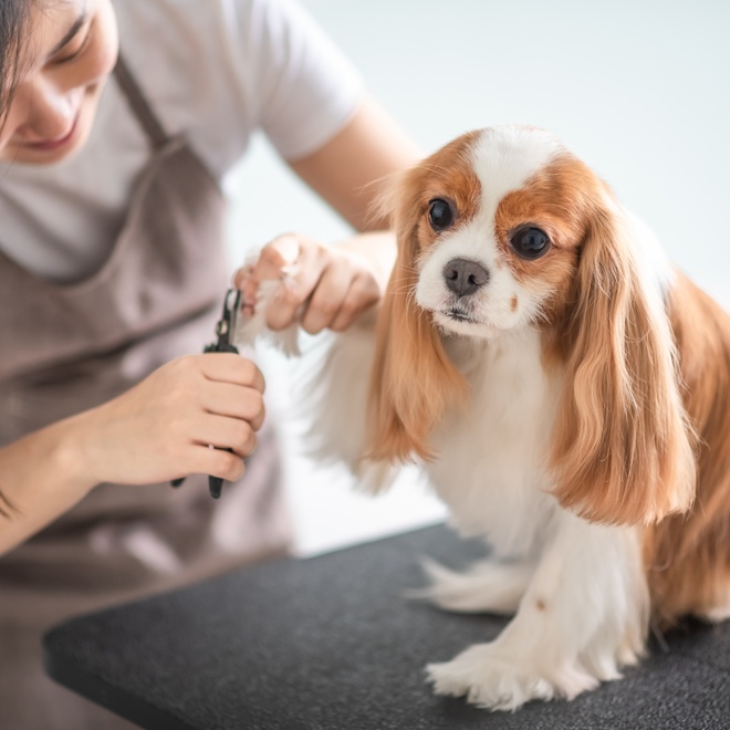 A Cavalier King Charles spaniel having his claws cut