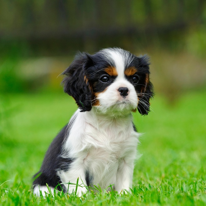 A Cavalier King Charles puppy sitting in the grass