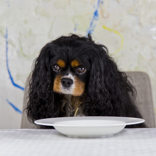 A Cavalier King Charles in front of his bowl