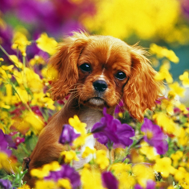A Cavalier King Charles puppy next to purple and yellow flowers