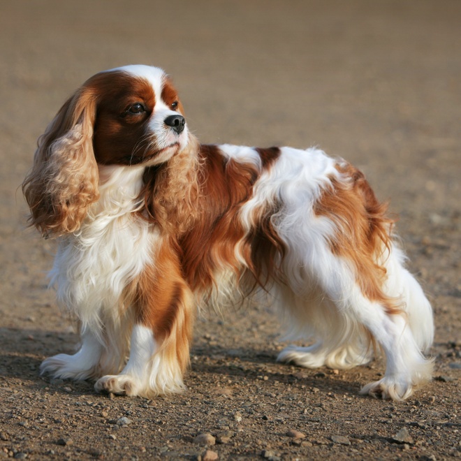 A brown and white Cavalier King Charles looking into the distance