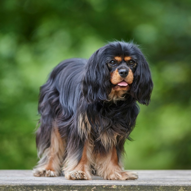 A brown and black Cavalier King Charles
