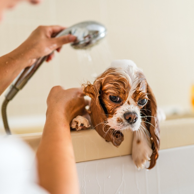 A Cavalier King Charles being washed