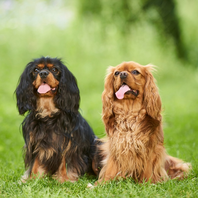 Two seated Cavalier King Charles spaniels sticking out their tongues