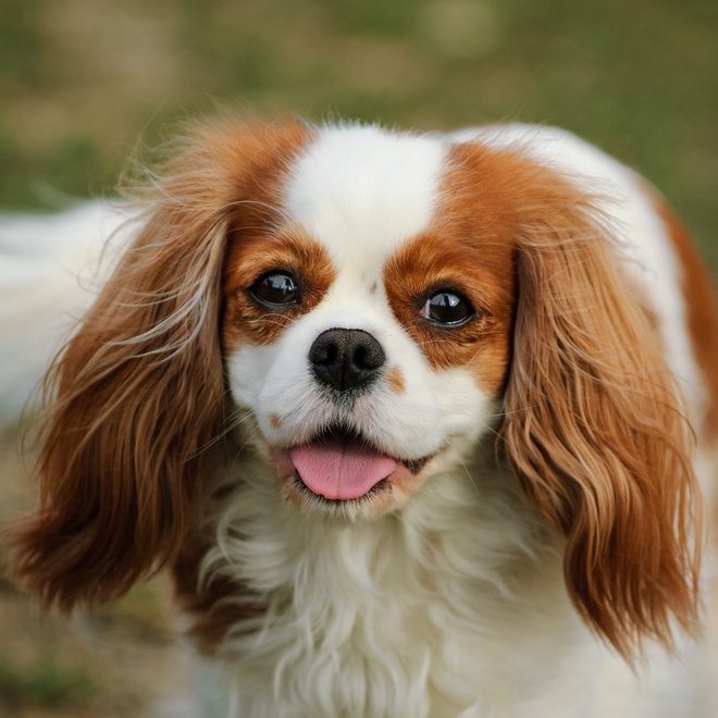 Portrait of a brown and white Cavalier King Charles
