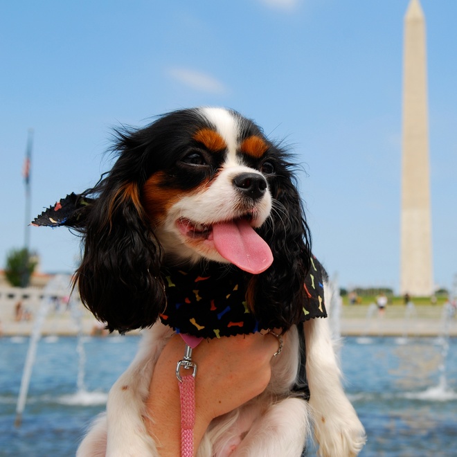 A happy Cavalier King Charles sticking his tongue out