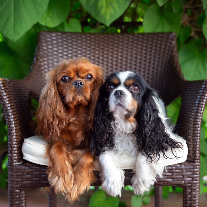 Two Cavalier King Charles spaniels next to each other on a chair