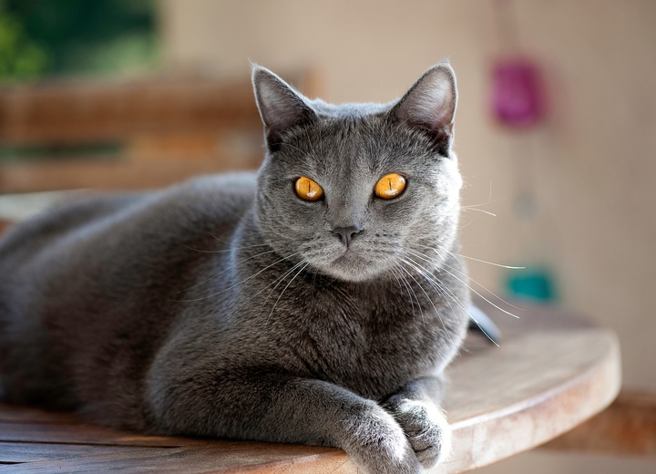 portait d'un chartreux