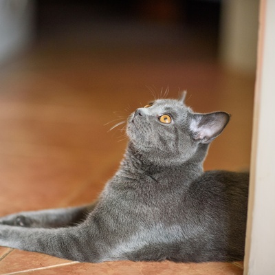 Eine Chartreux, die auf dem Bauch liegt und zum Himmel blickt