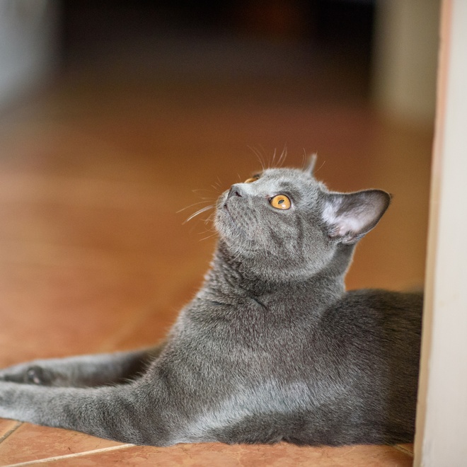 A Chartreux looking up
