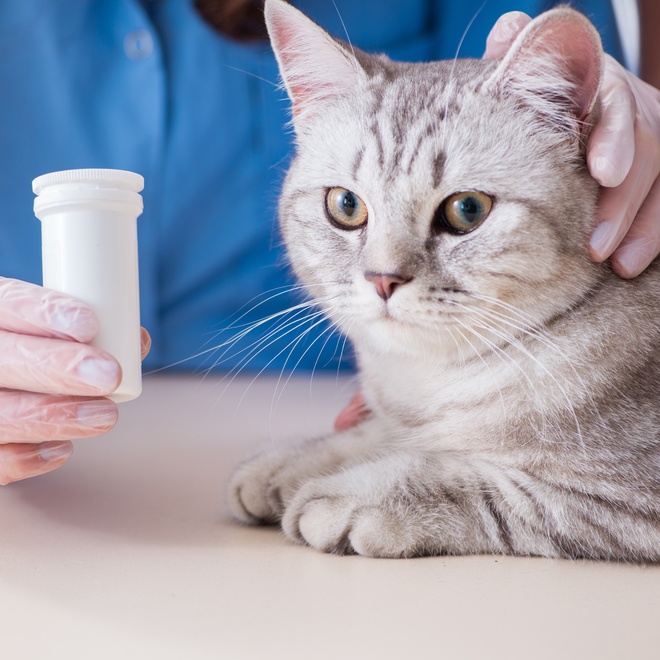 a Chartreux next to some medicine