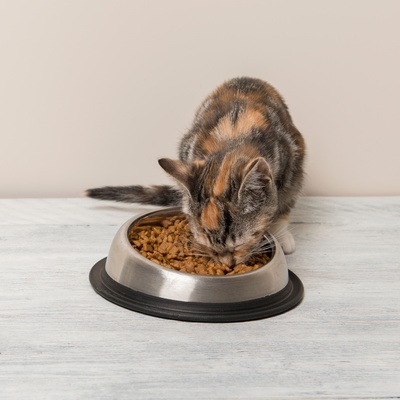 Eine Chartreux, die aus seiner Schüssel frisst